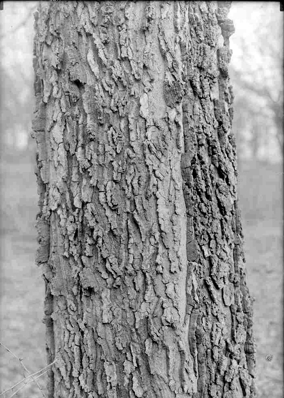 Hackberry, Branson Grove. Detail of bark Mar. 12, 1916. Lancaster County. Frank H. Shoemaker (321301-A0585)