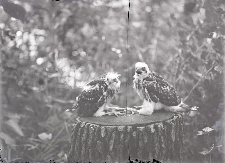 Original caption: Young Cooper Hawks. Roca. The interrupted Poker Game. July 4, 1918