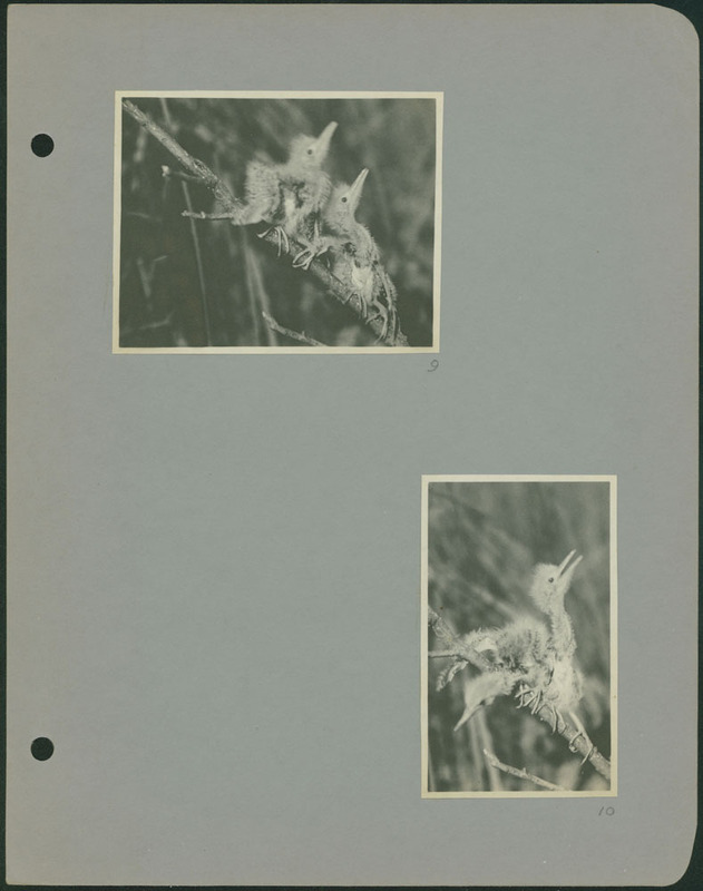 Frank Shoemaker - Omaha, Lincoln, and Nebraska Narratives