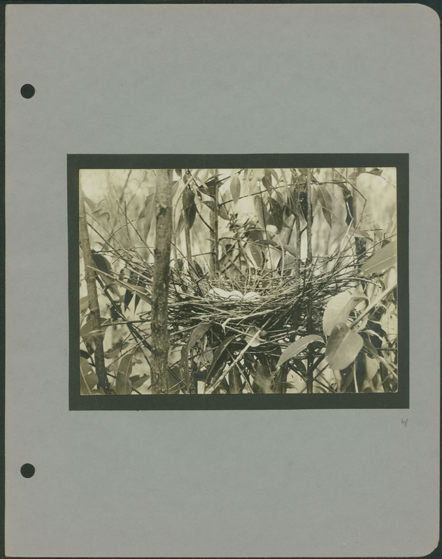 Frank Shoemaker - Omaha, Lincoln, and Nebraska Narratives