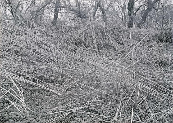 Stalks of Arteirisia Trifida-north of Havelock. May 2, 1920