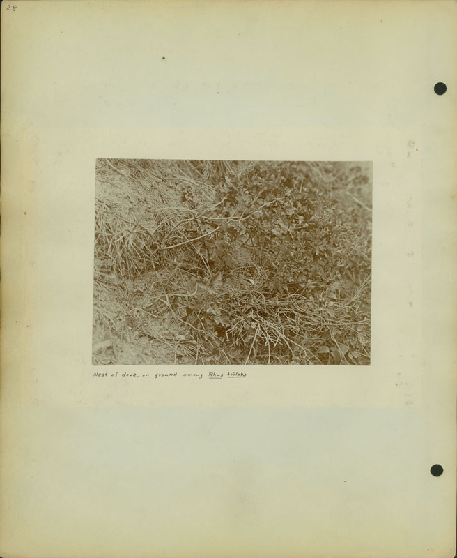 Frank Shoemaker Narratives, Sidney, Banner County, Scotts Bluff, July 30-Aug. 9, 1911