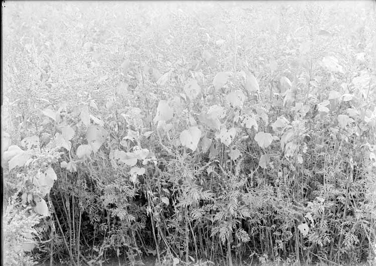 Original caption: Weeds- Salt Basin. Aug. 1916