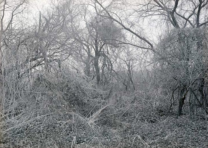 Wild Cucumbers-Salt Creek cutoff North of Havelock. May 2, 1920