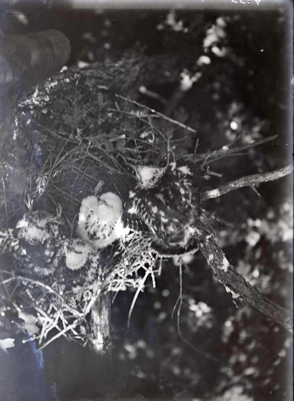 Original caption: Four young Cooper Hawks, on edge of nest. Roca, Nebr. June 29, 1913