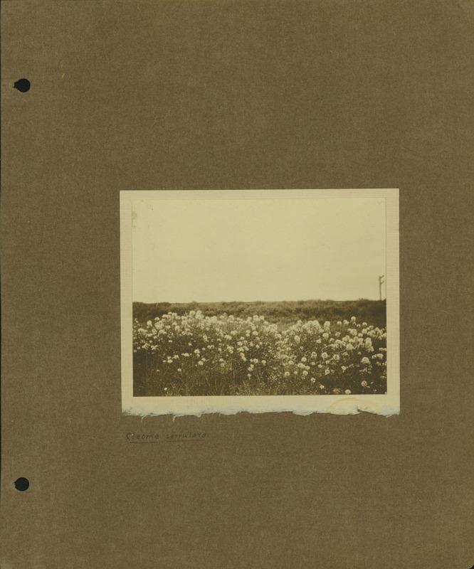 Frank Shoemaker Narratives, Dundy, Hitchcock, Redwillow, Furnas Counties, 1912