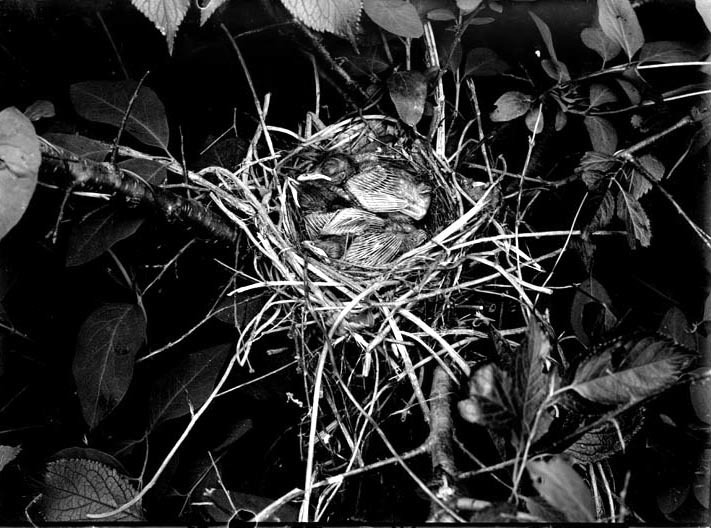 Original caption: Nest and young of catbird, Salt Basin, Linc. June 22, 1919. Lincoln, Lancaster County.