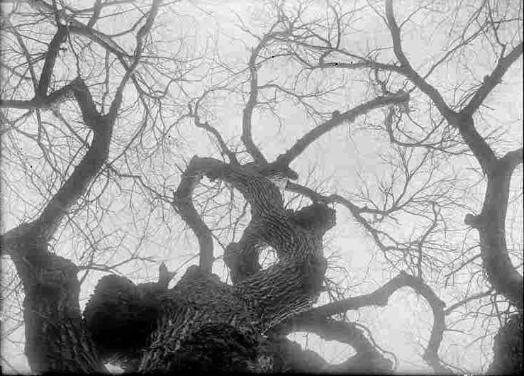 Elm, Branson Grove. View upward from base. Mar. 12, 1916. Lancaster County. Frank H. Shoemaker (321301-A0587)