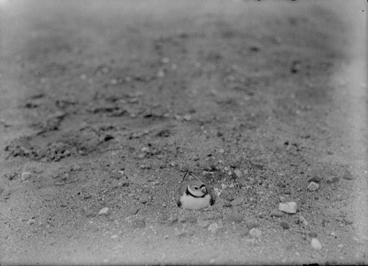 Original caption: Belted Piping Plover on nest, Salt Basin. 1922(?) Lancaster County.