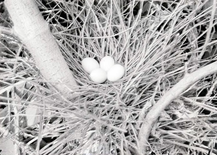 Nest of Eggs of Green Heron 2 1/2 miles NE of Havelock. Lancaster County.
