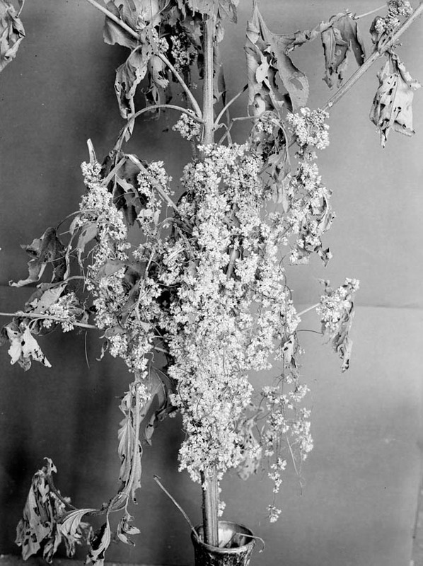 Original caption: Dodder or ragweed. Salt Basin. Sept. 8, 1917