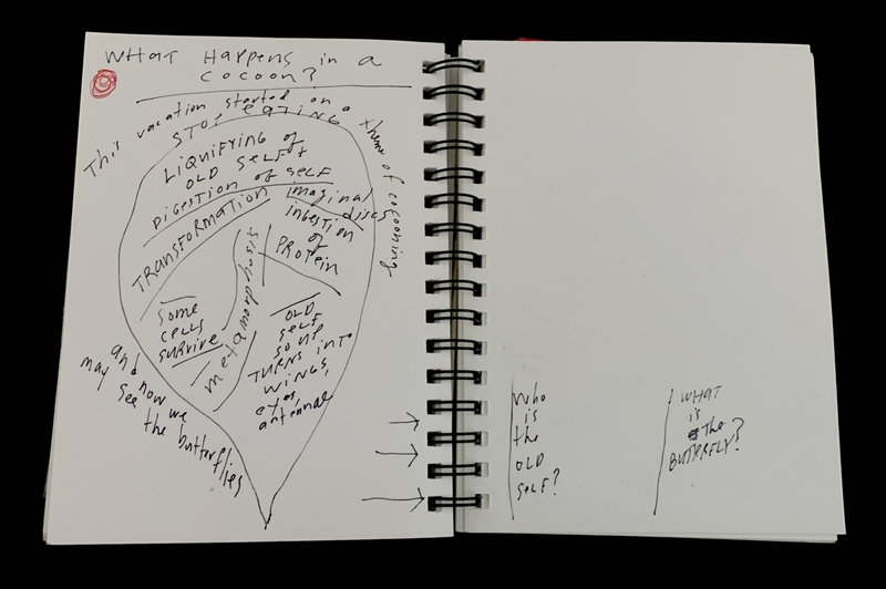 A notebook page with handwritten notes and a diagram about the process of metamorphosis in a cocoon.