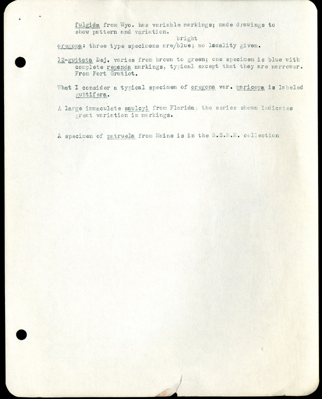Frank H. Shoemaker typescript, 31 pages, including notes and list on CICINDELIDAE in the Carnegie Museum, Pittsburgh, PN, Nebraska, and his own collection.