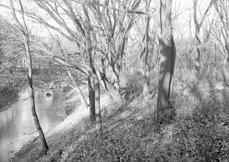 Salt Creek: Branson Woods, November woodland, bank of Salt Creek. Nov. 13, 1920. Lancaster County. Frank H. Shoemaker (321301-A1212)