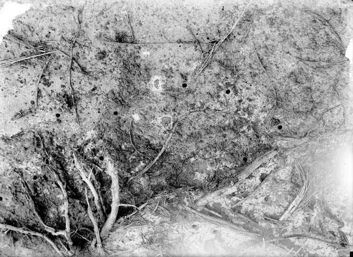 Original caption: Tunnel of Cicindela larvae. Aug. 8, 1915
