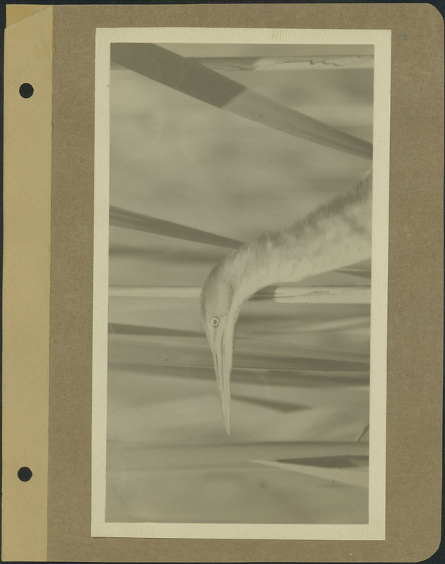 Frank Shoemaker - Omaha, Lincoln, and Nebraska Narratives