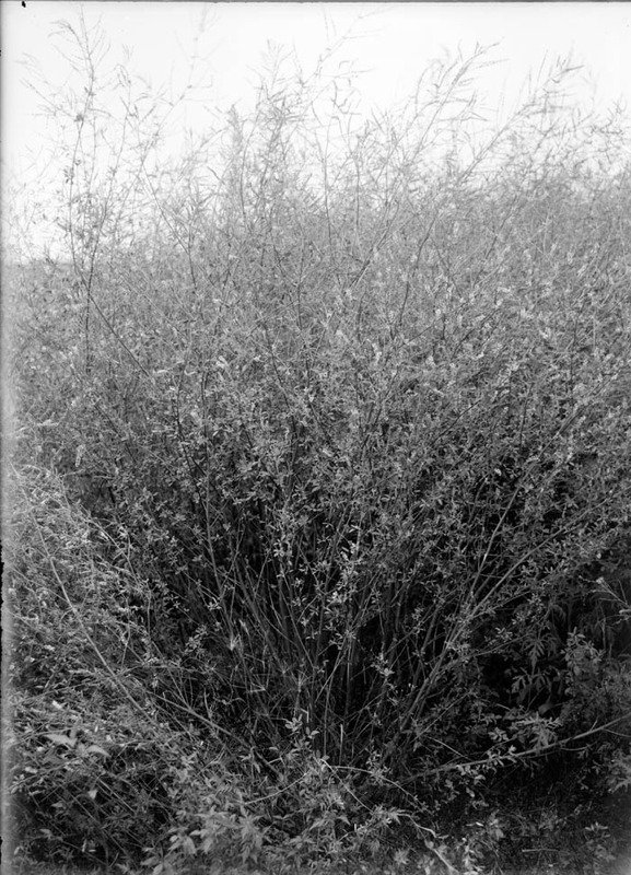 Original caption: Sweet Clover-Salt Basin. Aug. 1919