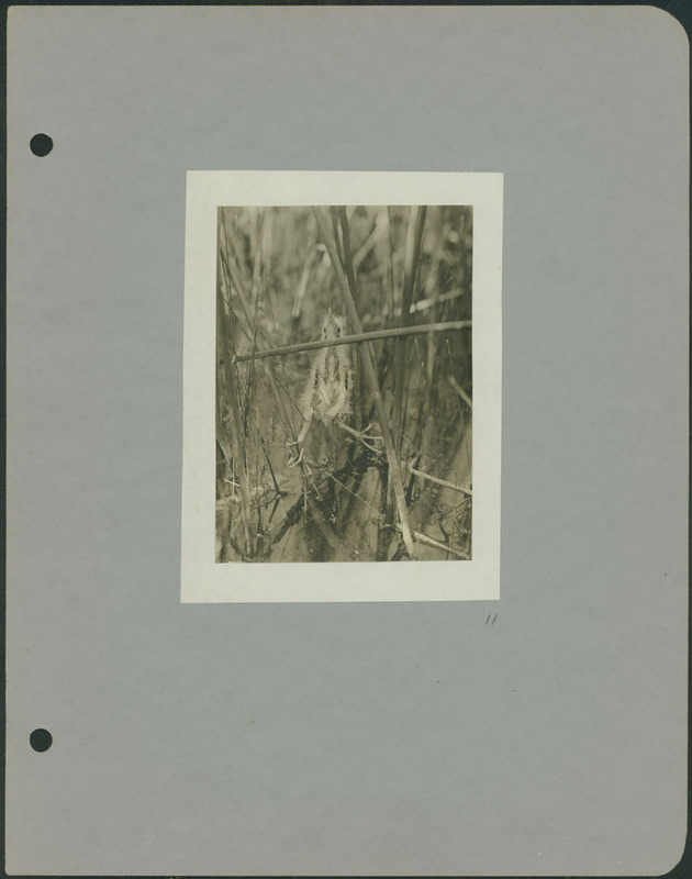 Frank Shoemaker - Omaha, Lincoln, and Nebraska Narratives