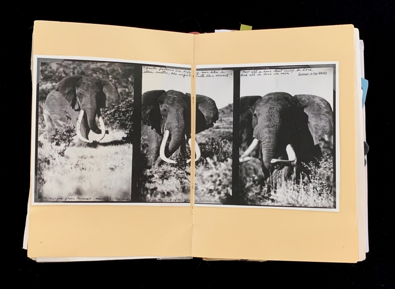 A triptych photograph of an elephant in a natural setting, accompanied by handwritten text.