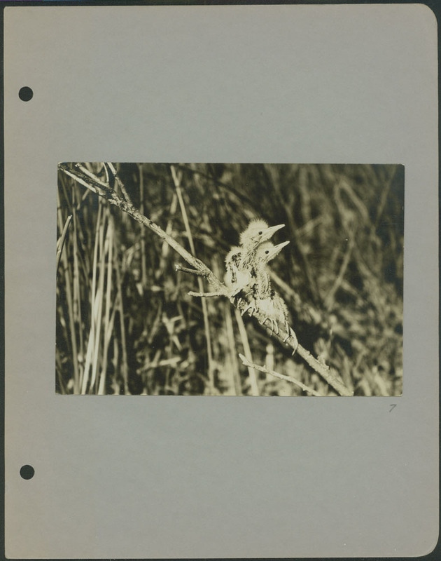 Frank Shoemaker - Omaha, Lincoln, and Nebraska Narratives