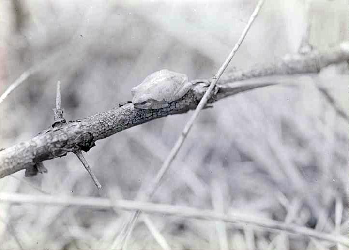 Treetoad-northeast of Havelock. May 9, 1920