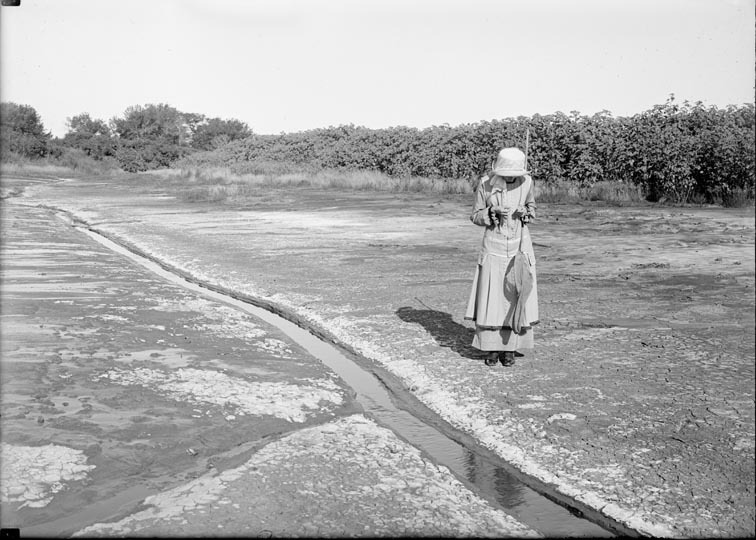 Original caption: Habitat of of Cicindela togata var. apicalis. Lincoln, NE. Aug. 1, 1915
