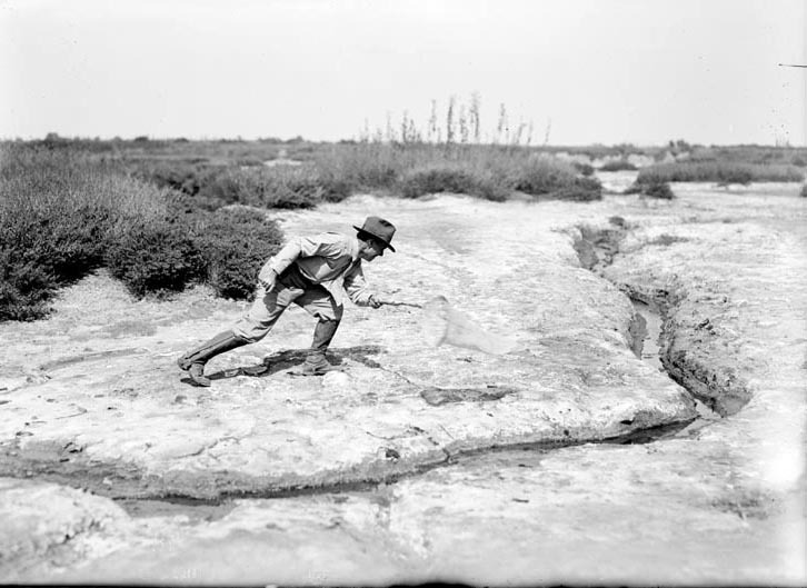 Original caption: FHS chasing tiger beetles, Salt Basin. Frank Shoemaker holding net