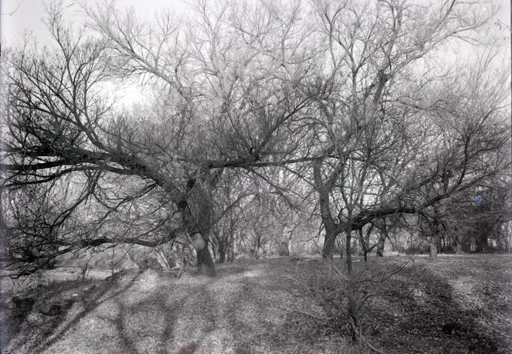 Original caption: Woodland along Salt Creek, SW of Pen. Southwest of penitentiary. Nov. 9, 1913