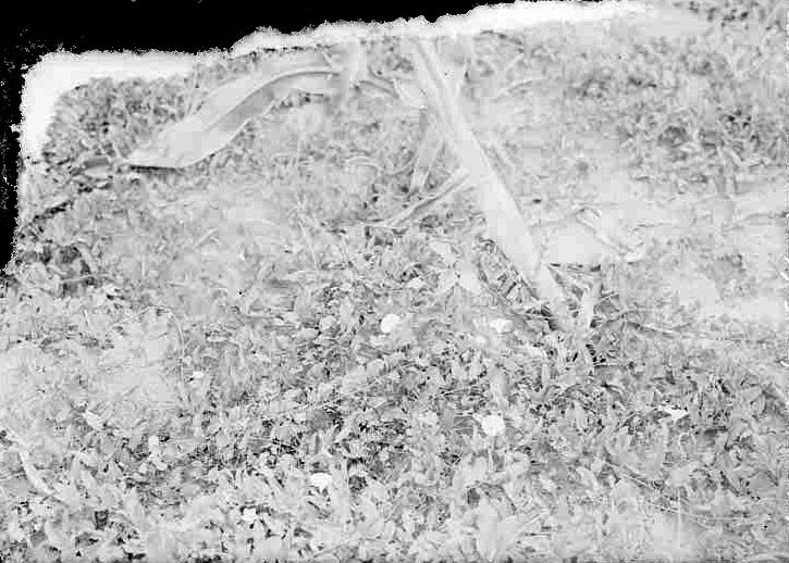 Original caption: Small flowering morning-glory- Salt Basin. Aug. 25, 1916