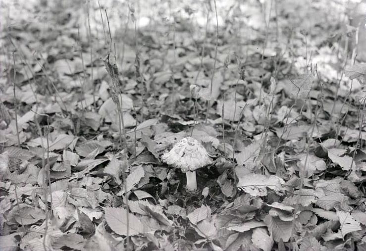 Coprinus comatus. Near Havelock. Nov. 8, 1914