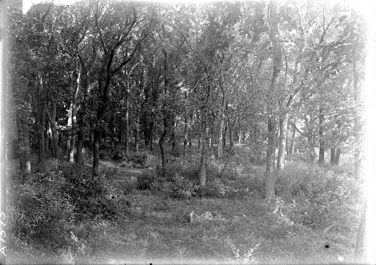 Characteristic late summer woodland of Lincoln region-Branson Woods. 1922. Lancaster County. Frank H. Shoemaker (321301-A1575)