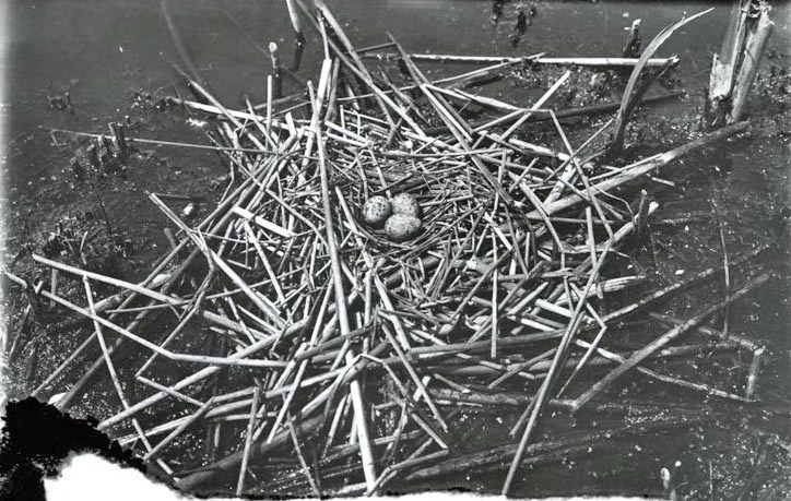 Original caption: Tern, Hackberry Lake, Cherry Co., Nebr. May 1903. Cherry County. Frank H. Shoemaker 9321301-A0195)
