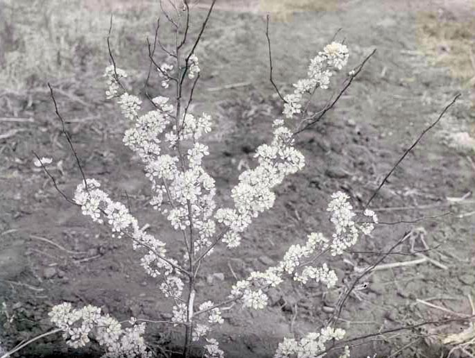 Plum Blossoms-Havelock. Apr. 26, 1918