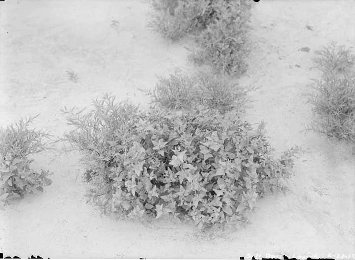 Original caption: Salt bush in Salt Basin. Lancaster County.