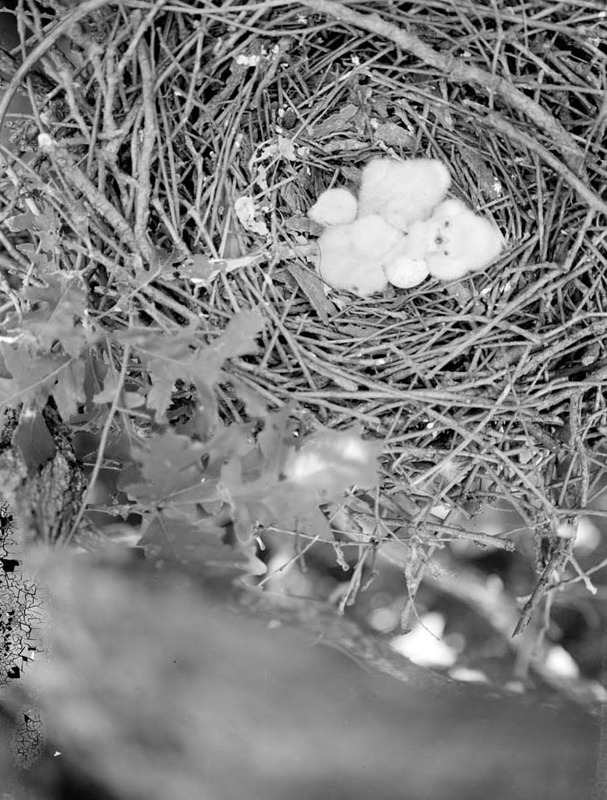 Original caption: Young Cooper Hawks in nest, Roca, Nebraska. June 8, 1913
