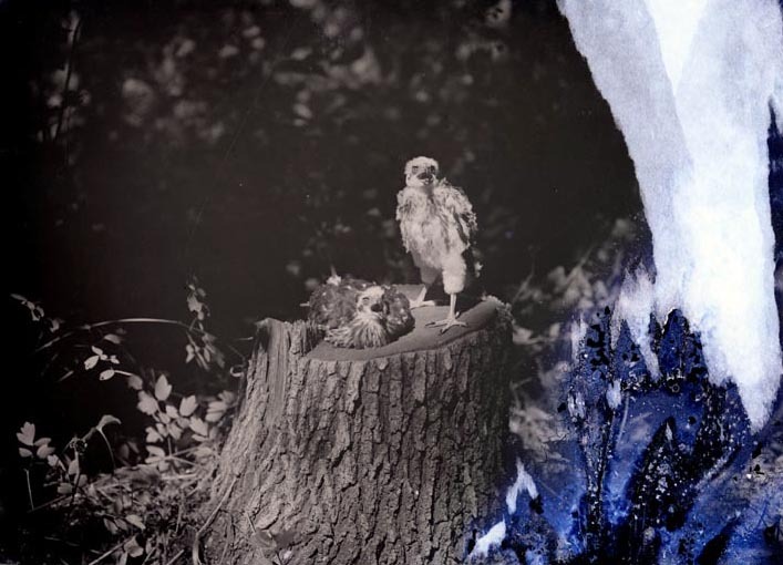 Original caption: Two young Cooper Hawks, Roca, Nebr. July 4, 1913