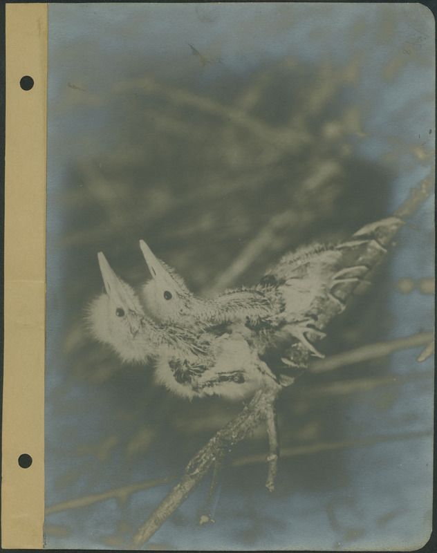 Frank Shoemaker - Omaha, Lincoln, and Nebraska Narratives