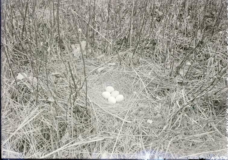Marsh Hawk-nest and five eggs, Havelock. 1918