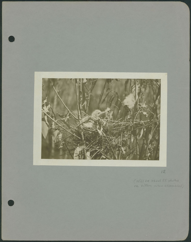 Frank Shoemaker - Omaha, Lincoln, and Nebraska Narratives