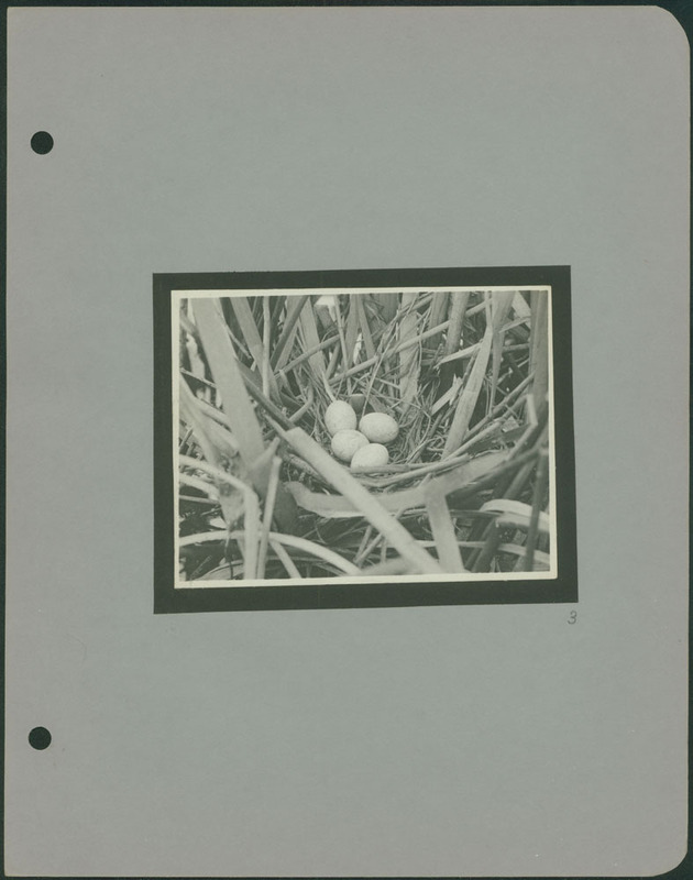 Frank Shoemaker - Omaha, Lincoln, and Nebraska Narratives