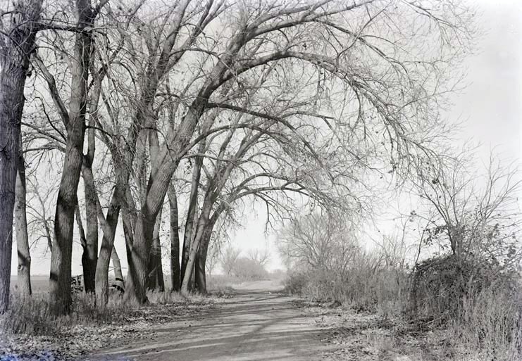 Cottonwoods, NE of Havelock, Nebr. Nov. 8, 1914
