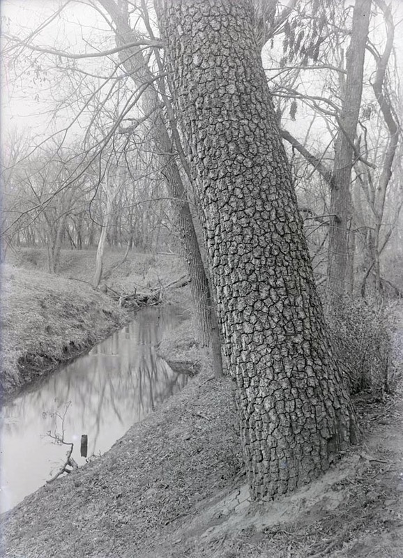 Original caption: Walnut tree near Roca. Apr. 7, 1918