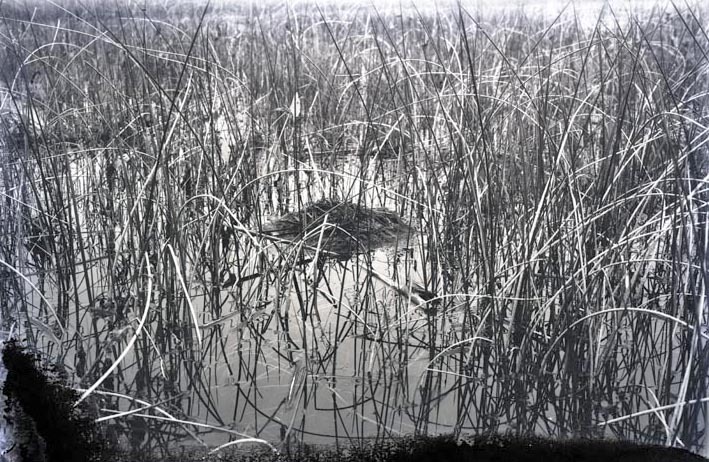 Original caption: Pied-billed Grebe. Hackberry Lake, Cherry Co., Nebraska May 1903. Cherry County.