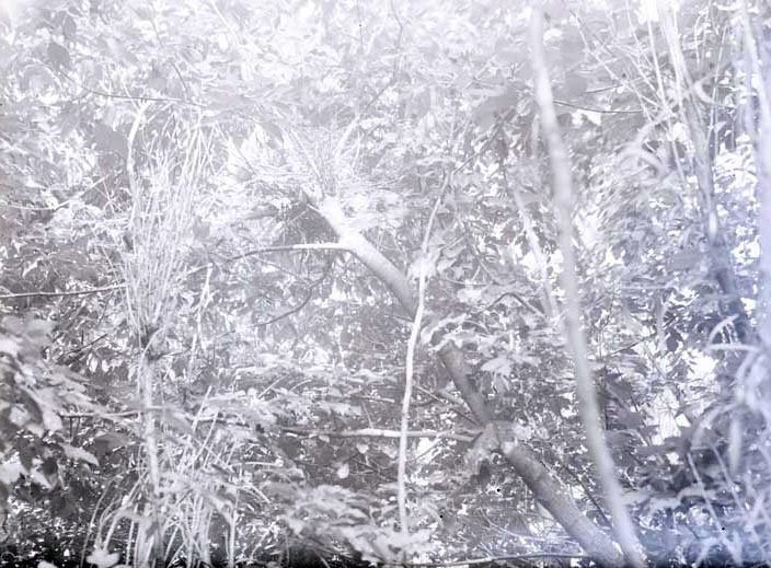 Nest of Green Heron 2 1/2 miles Northeast of Havelock. Lancaster County.