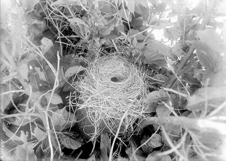 Original caption: Robin's nest (on stump) adapted by white-footed mouse-Salt Basin, Lincoln. Lancaster County.