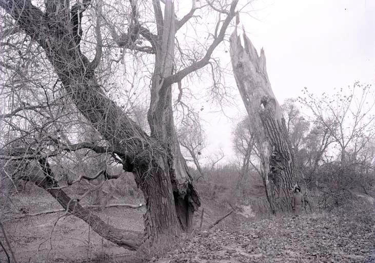 Populus Sargentii, Salt Creek, N of Havelock. Nov. 8, 1914