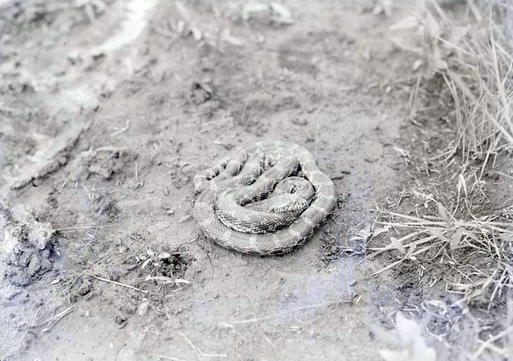 Bullsnake, Havelock May 28, 1916