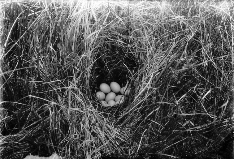 Original caption: Nest of Blue-winged Teal, Dewey Lake, Cherry Co., Nebr. May 1903. Cherry County.