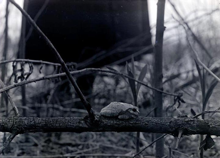 Treetoad-northeast of Havelock. May 9, 1920
