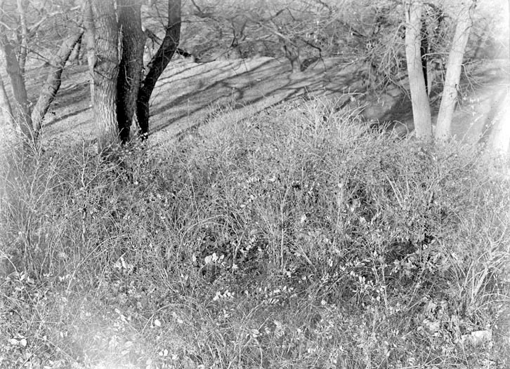 Branson Woods, Lincoln (Symphonicarpos). Nov. 13, 1921. Lancaster County. Frank H. Shoemaker (321301-A1325)